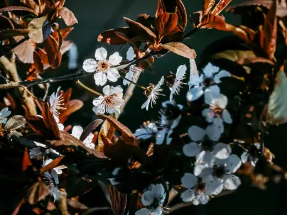 Kineko Casino Application mobile